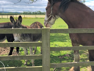Meet our animals, we have horses, donkeys, goats, sheep, cattle and a pet pig.