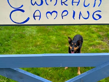 Dogs are welcome