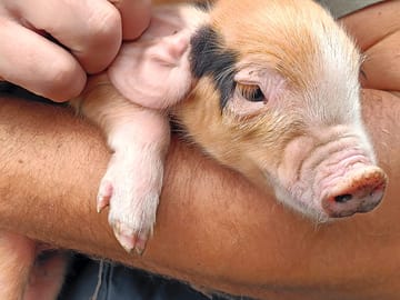 See piglets on site