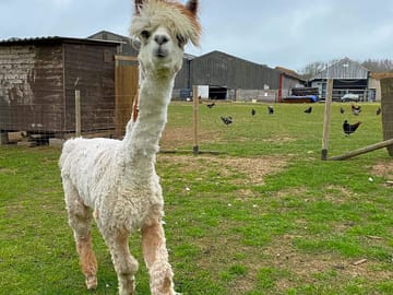 Come and meet apollo the friendly alpaca