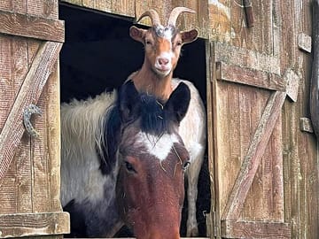 Some of the animals on site