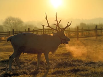 Dasher, one of the resident reindeer