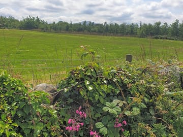 Local landscape