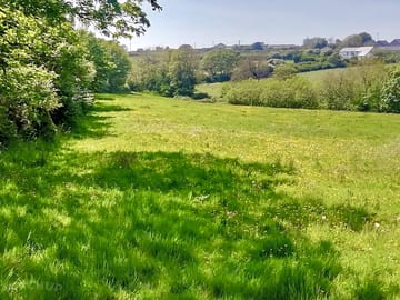 Cornish hawthorn hedgerow