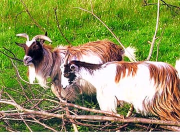Pygmy goats at park grange holidays near ironbridge and much wenlock in shropshire