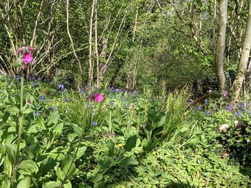 Herb robert and bluebells carpet the woods in spring