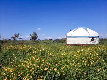 Wild Flower Meadow