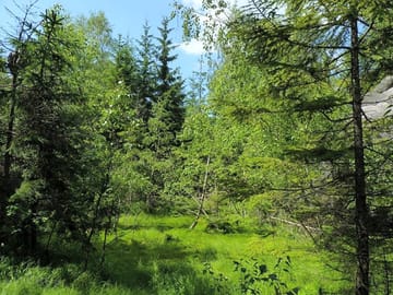 Surrounding forest