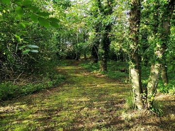 Small wooded area by the meadow