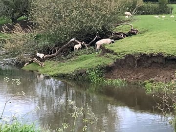 Sheep are grazing most off the year on the opposite bank of the river