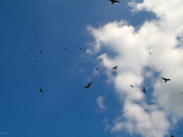 Red kites above the campsite