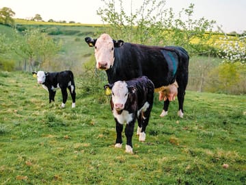 Cows