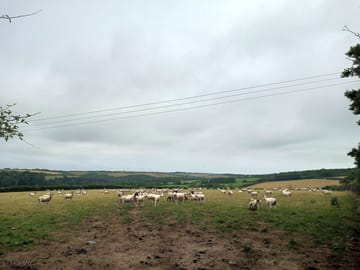 Sheep on the farm
