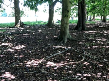 Woodland pitches