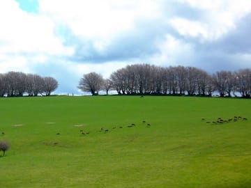 Watching the red deer from the farm
