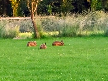 A family of hares grazing in the field