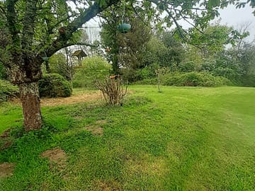 Cherry tree