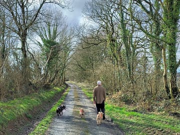 Dog walks just up the road