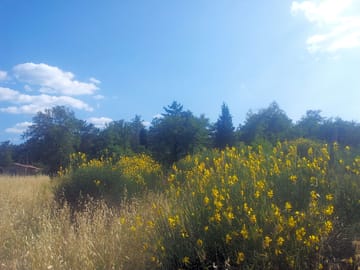 The landscape