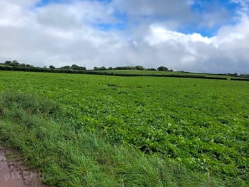 Grass pitches