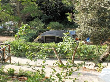 Pitches in the woods