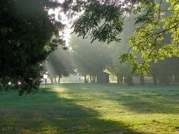 Sun poking through the trees