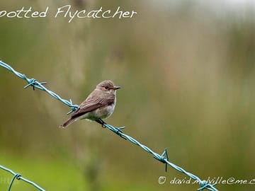 A spotted fly catcher taking a break