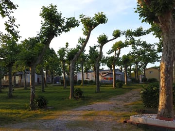 Grass pitches marked with trees all around