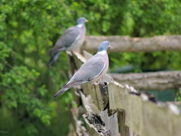 Birds on site