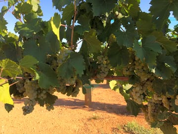 View in the vineyard