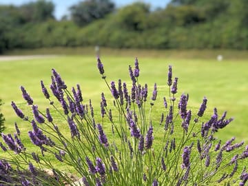 Lavender growing in the campsite