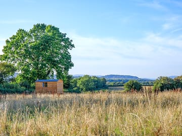 Tree sheltering the field