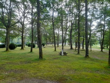 Pitches among the trees