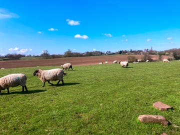 Happy sheep