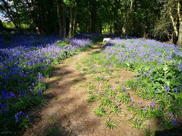 Bluebell woods