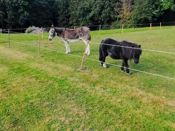 Meet dibley and buzz