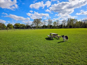 Secure dog-walking for a fee
