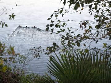 Ducks on the fishing lake
