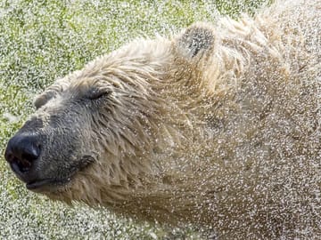 Polar bears at yorkshire wildlife park