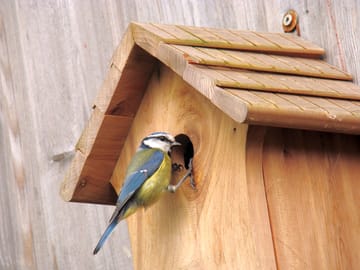 One of our more colourful flying visitors!