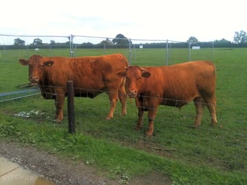 South devon cattle - the uk's largest native breed. this is tulip and her calf from last year.