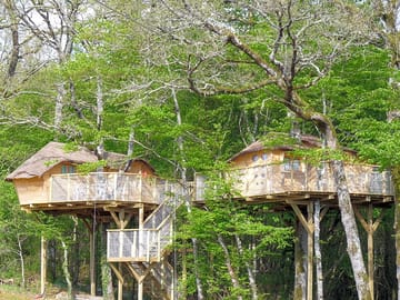 Exterior of the treehouses