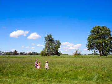 Meadow view