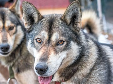 Nos huskies