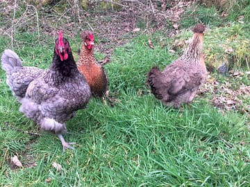 Some of the permanent residents