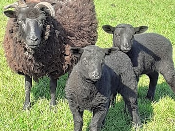 Some of the friendly sheep