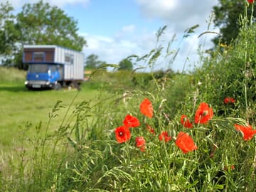 Poppies colour the site in spring
