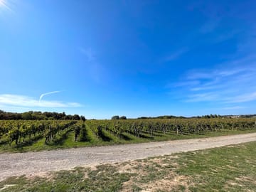 Campsite surrounded by vineyards