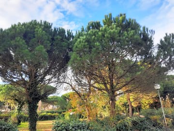 Leafy surroundings
