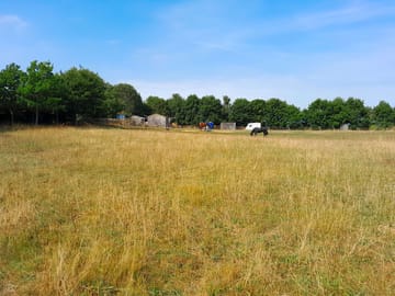 Horses in the field